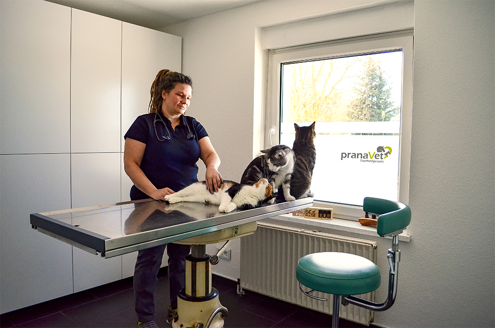 Meiklyn Strandt, pranaVet Pferdeosteopathie, Tierheilpaktiker, Tierheilpraxis, Osteopath für Pferd und Hund